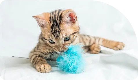 cat with ball