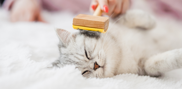 Top Cat Grooming Services and Cat Groomers in New York