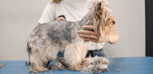 Professional Dog Grooming and Experienced Dog Groomers in New York